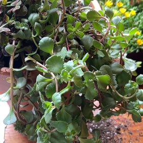 Photo of the plant species Dragon's Blood Stonecrop by @JazmynMarae named Bodhi on Greg, the plant care app