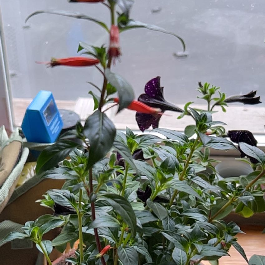 Photo of the plant species Large Firecracker Plant by @JazmynMarae named Scarlett on Greg, the plant care app