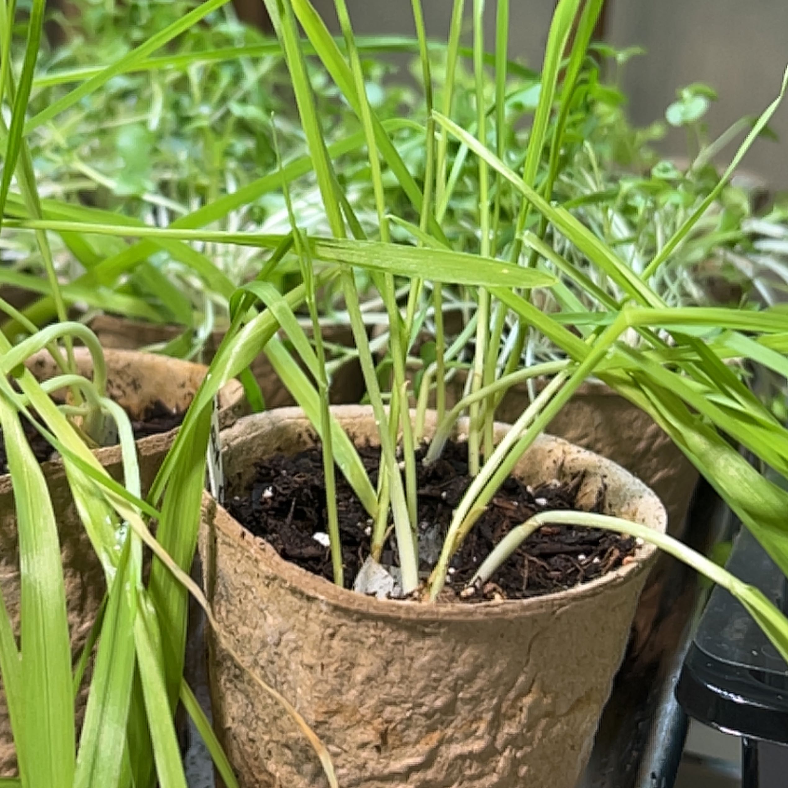 Potted cat grass plant with green leaves and visible soil.
