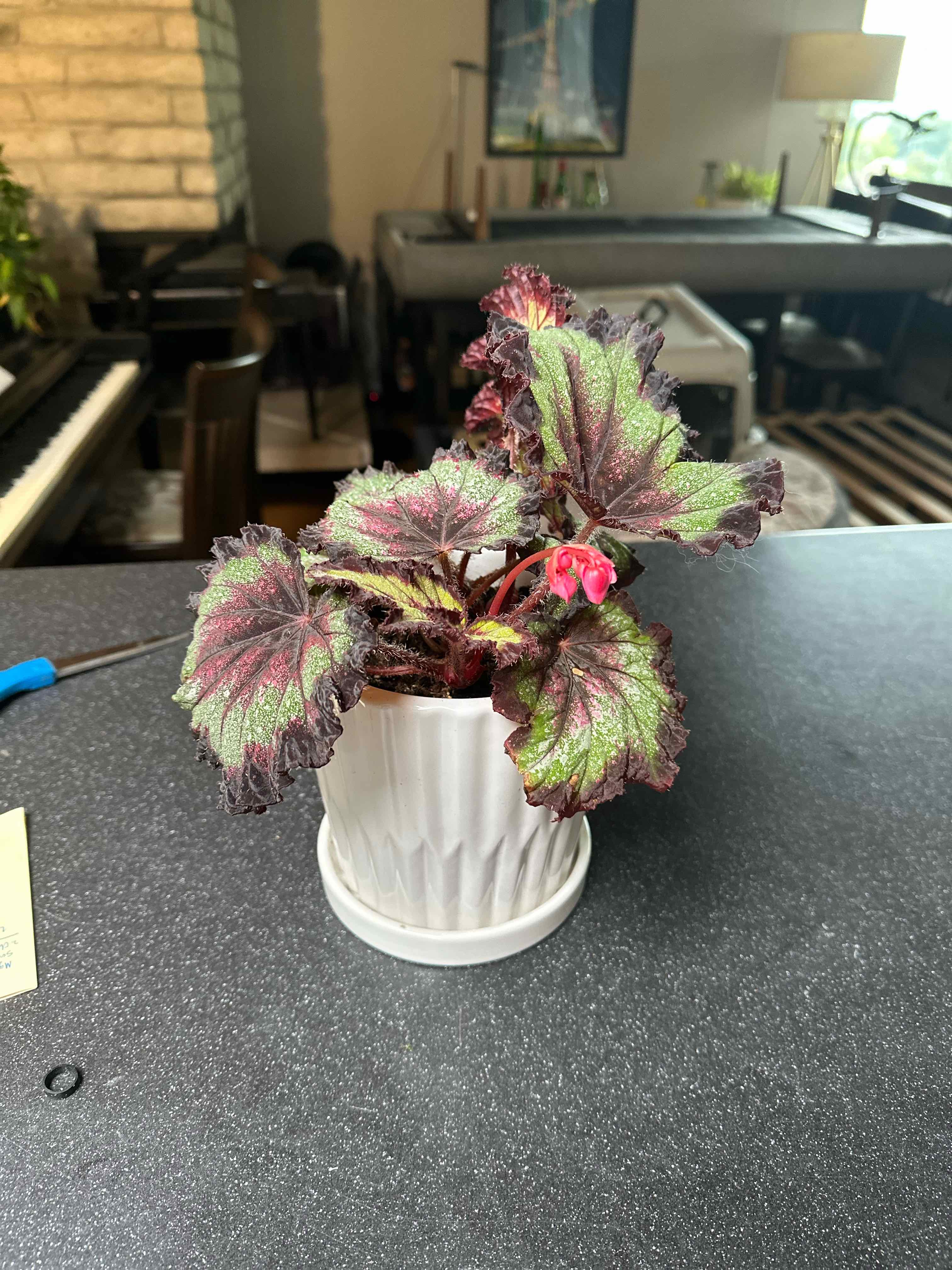 Photo of the plant species Rex Begonia 'Harmony's Taste of Poison' by @RainCityPlants named Cheech on Greg, the plant care app