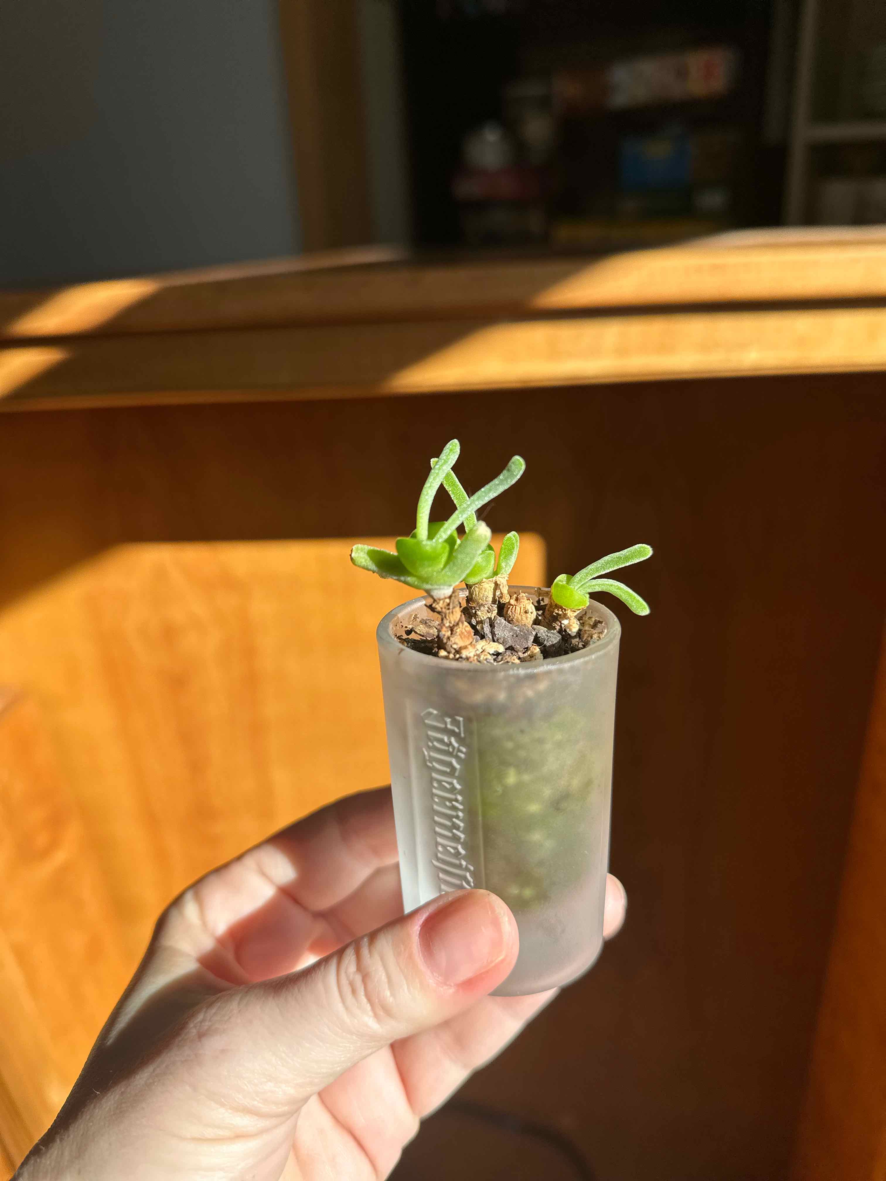 Photo of the plant species Bunny Succulent by @RainCityPlants named Flipper, Cecco, Bunnicula on Greg, the plant care app