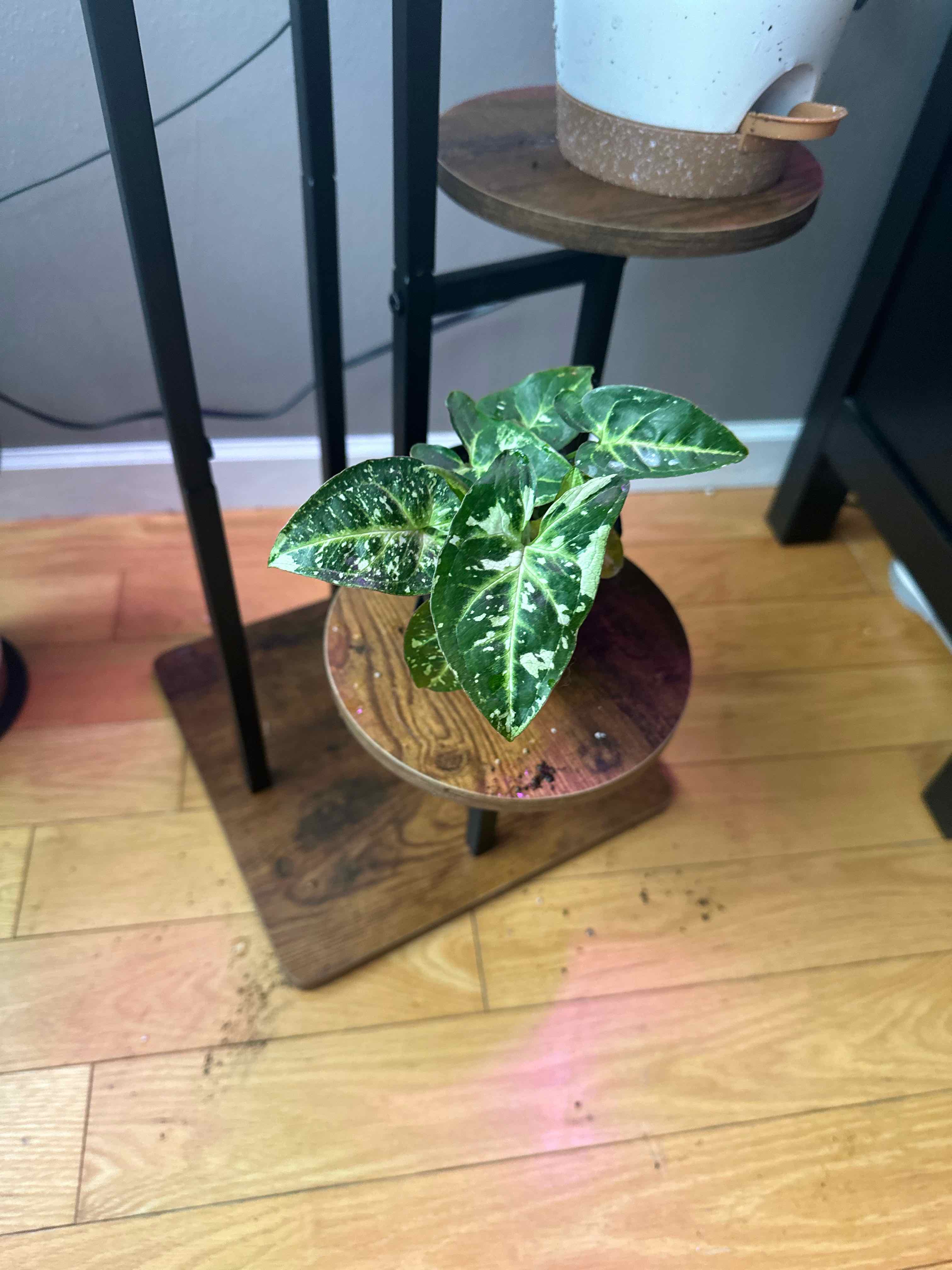 Syngonium Panda plant on a wooden stand with vibrant green and white variegated leaves.