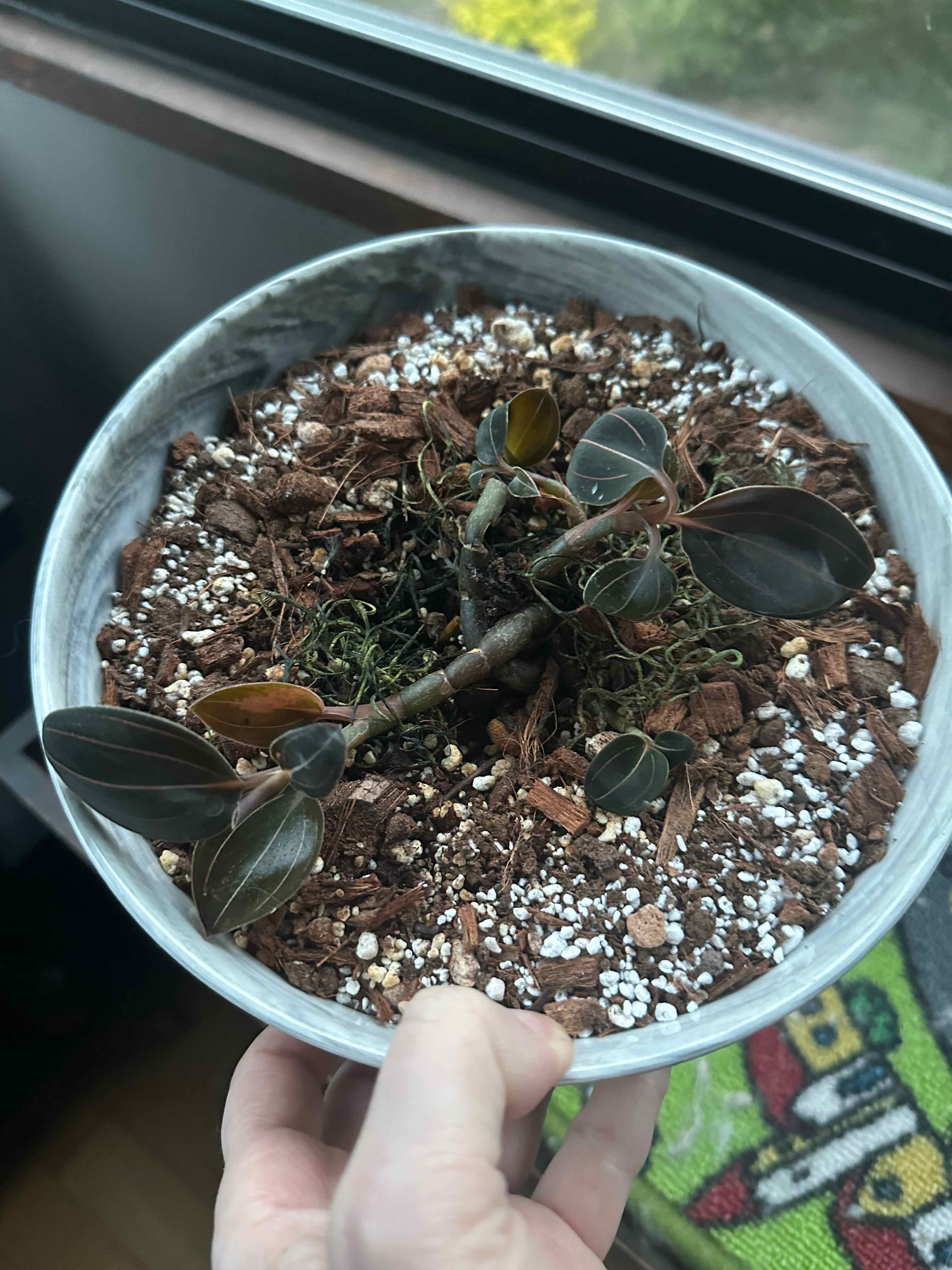 Photo of the plant species Sea Turtle Jewel Orchid by @RainCityPlants named Leonardo on Greg, the plant care app