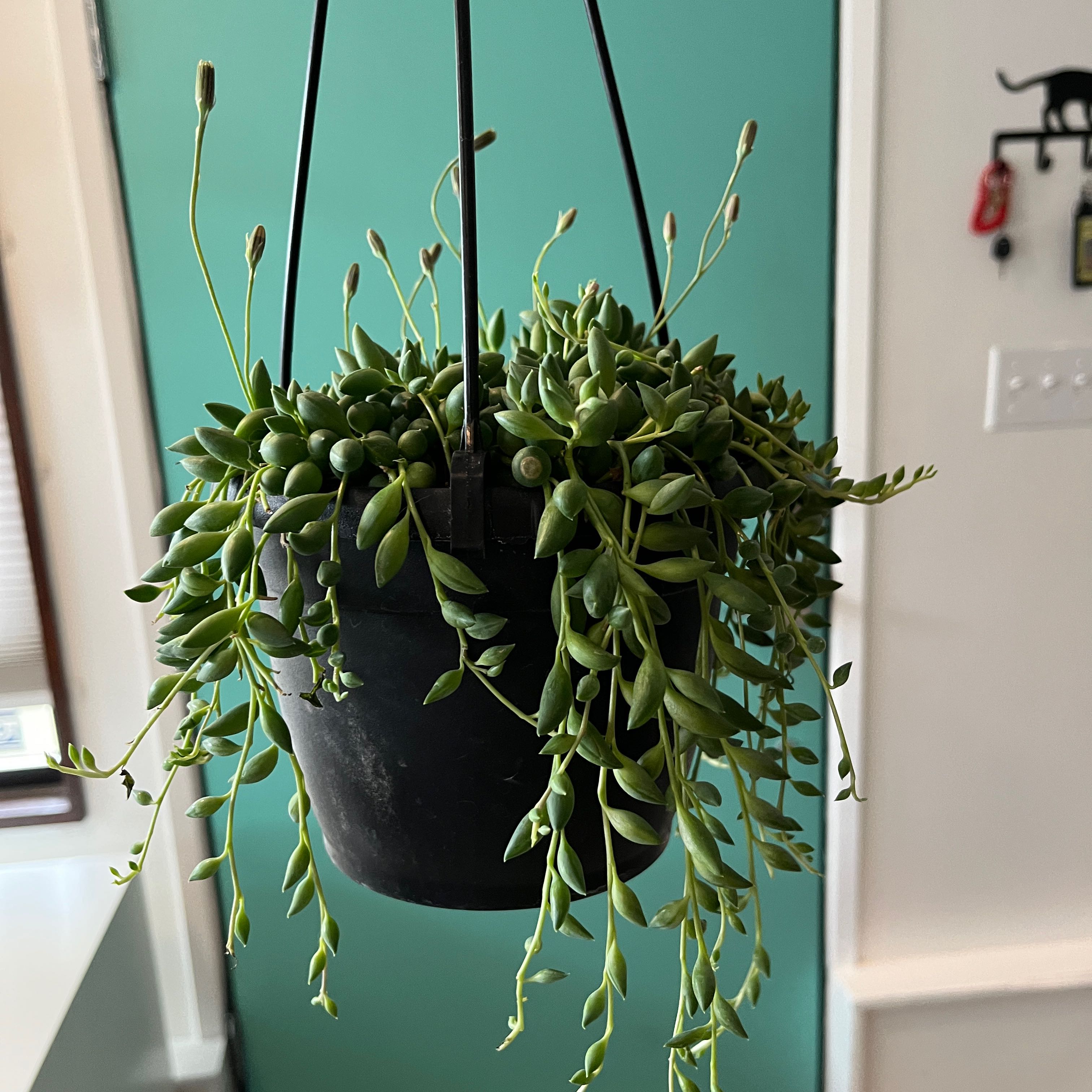 String of Raindrops plant in a hanging pot, healthy and well-cared for.