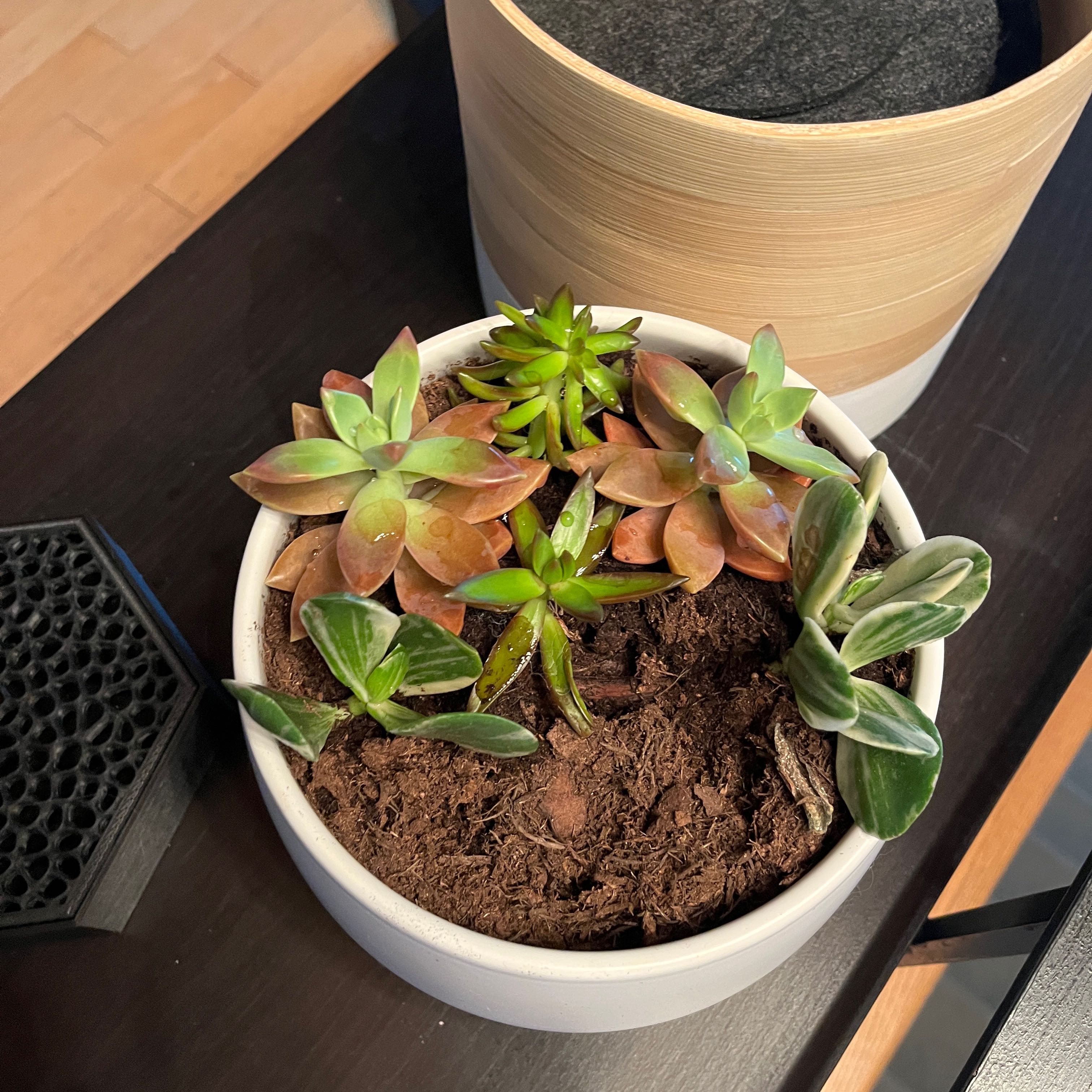 Potted variegated jade plant with other succulents, healthy and well-framed.