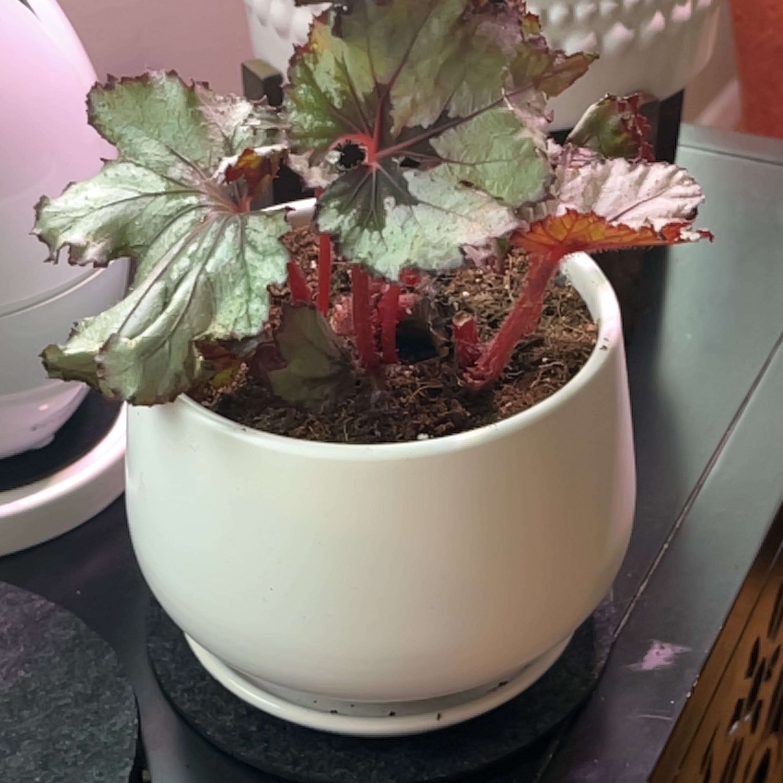Plant care for Escargot Begonia on Greg, the plant care app