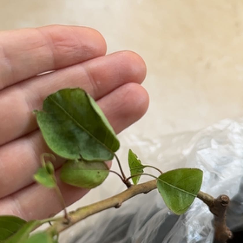 Photo of the plant species European Pear by @RulerJuniper named Sproutacus on Greg, the plant care app