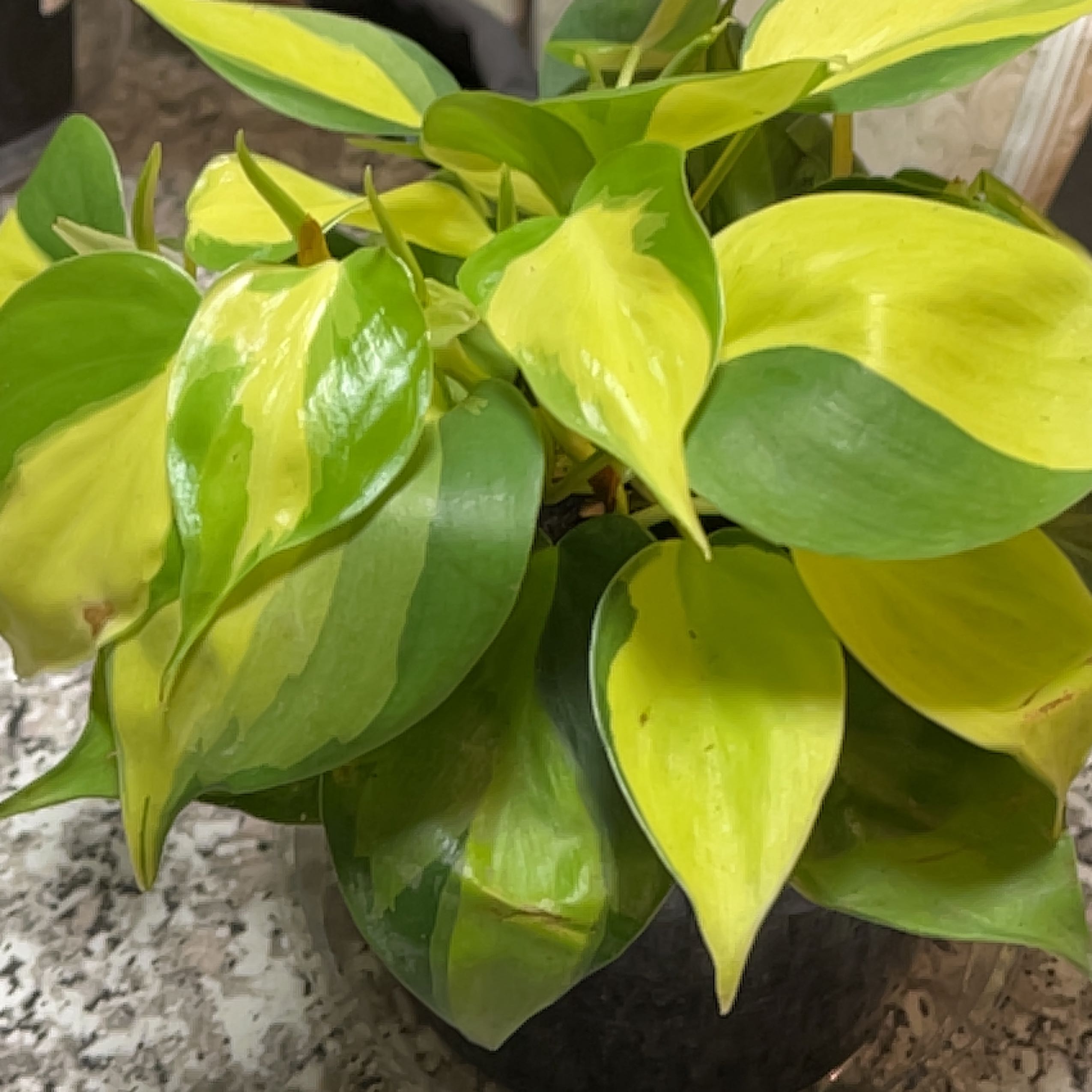 girlfrond-a-plant-by-sterlingbetel-on-greg