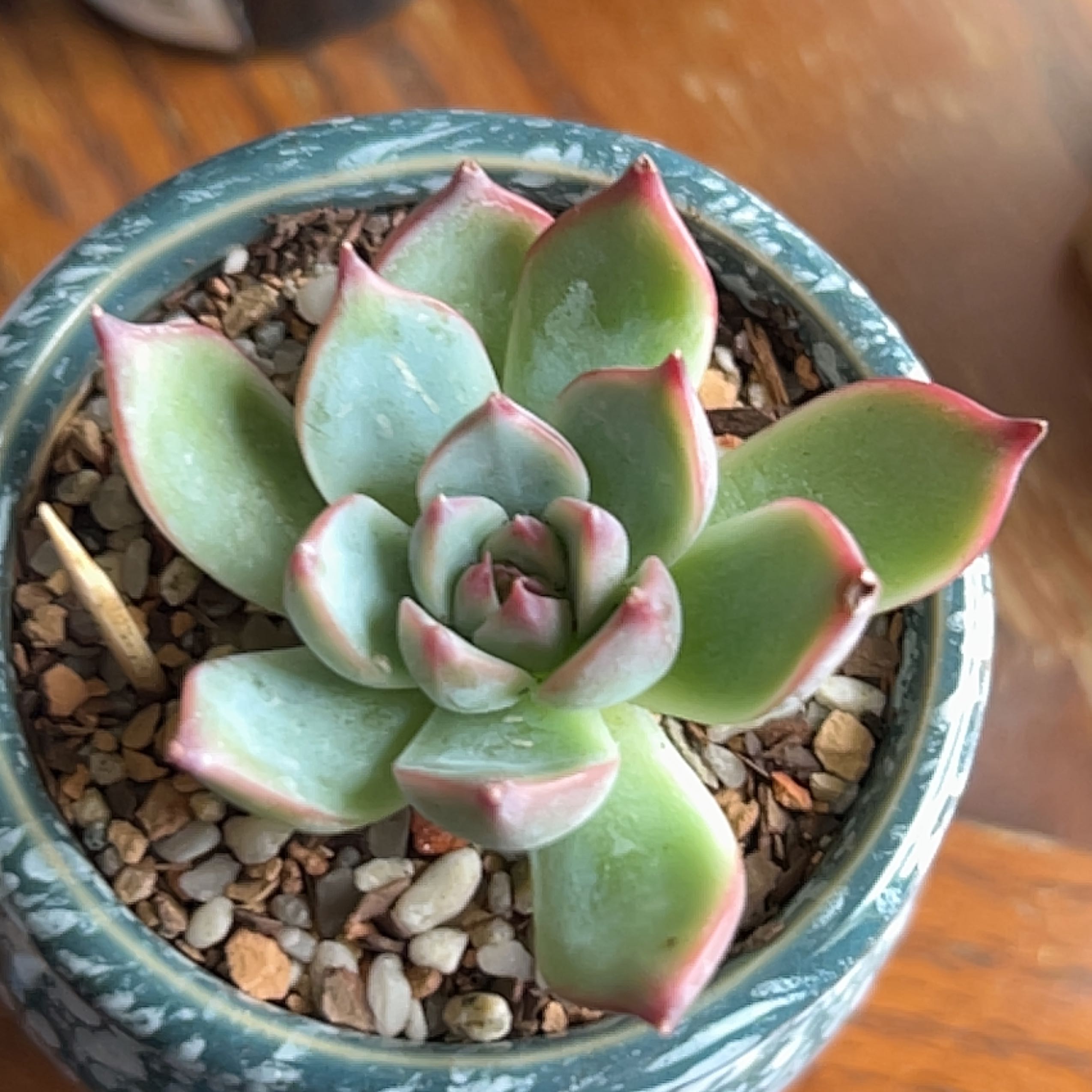 Healthy Echeveria colorata succulent in a pot with visible soil.