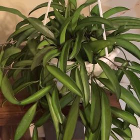 Photo of the plant species hoya wayeti by @illcutyou named Hoya we go again on Greg, the plant care app