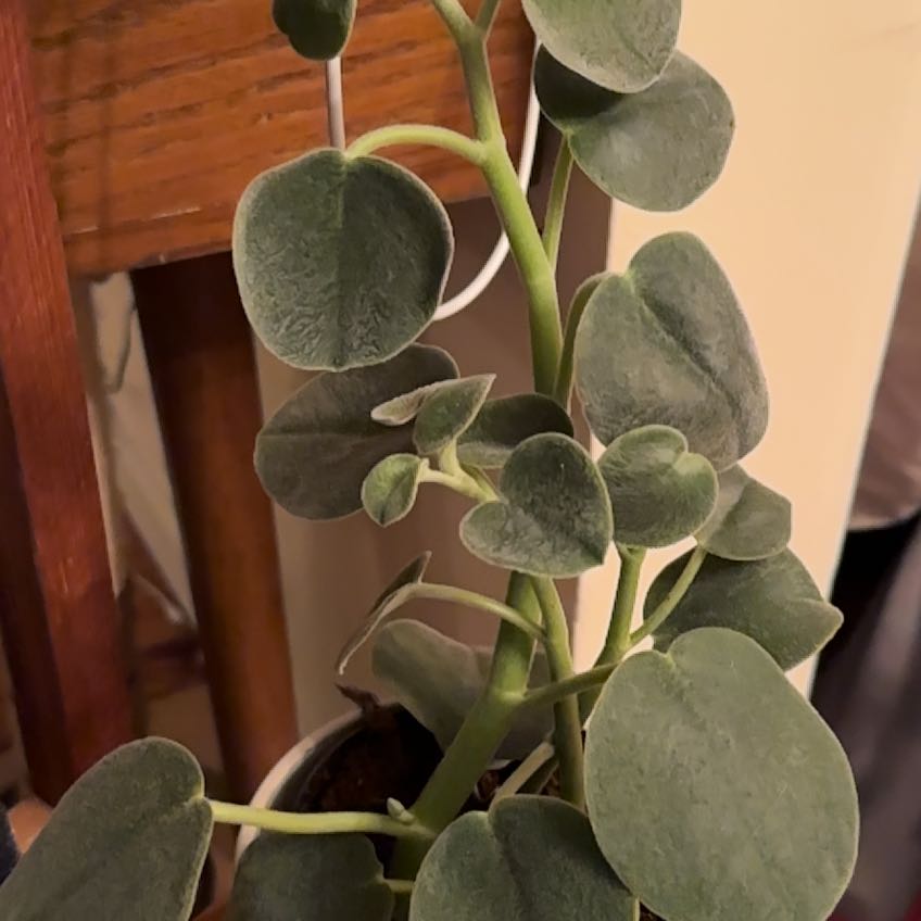 Felted Peperomia plant with thick, round leaves in a pot.