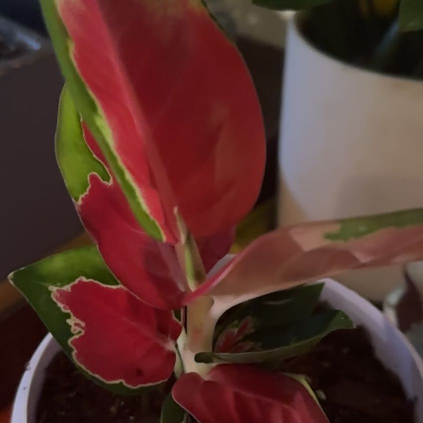 Photo of the plant species Chinese Evergreen by @illcutyou named Eastern Ref on Greg, the plant care app