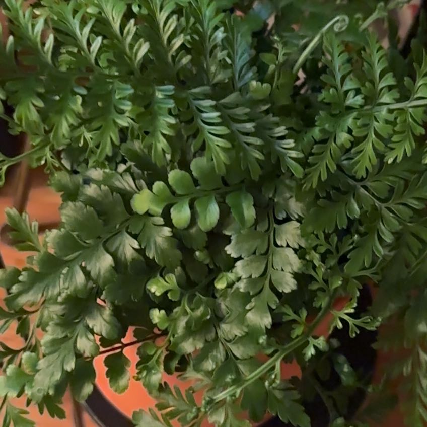 Lush green Austral Gem Fern with healthy fronds.
