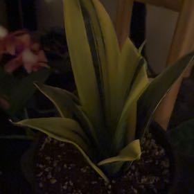 Photo of the plant species Sansevieria 'La Rubia' by @illcutyou named La rubia on Greg, the plant care app
