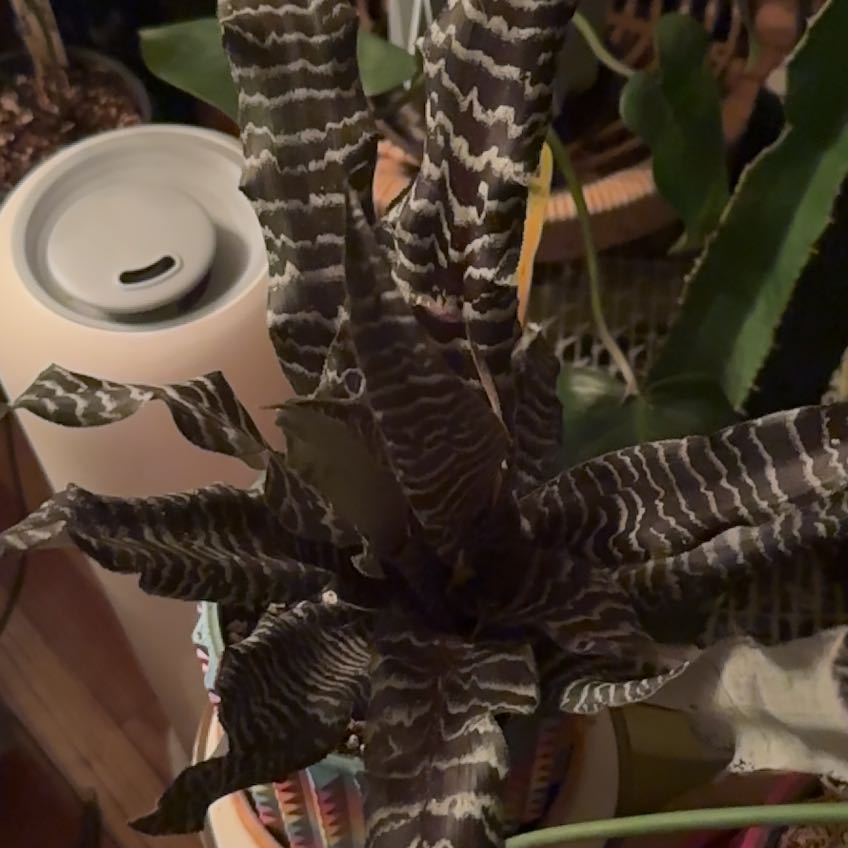 Photo of the plant species Zebra Plant by @illcutyou named Beetle juice on Greg, the plant care app