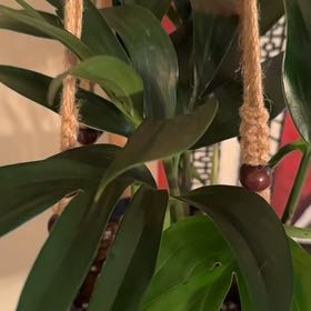Photo of the plant species Philodendron Dragon Tail by @illcutyou named Take two on Greg, the plant care app
