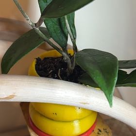 Photo of the plant species Hoya Jennifer by @illcutyou named Me on Greg, the plant care app