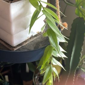 Photo of the plant species Ceratostema Villosa by @illcutyou named Ceratostema rauhii on Greg, the plant care app