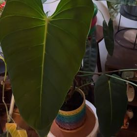 Photo of the plant species Philodendron Esmeraldense Narrow by @illcutyou named Ezzie on Greg, the plant care app