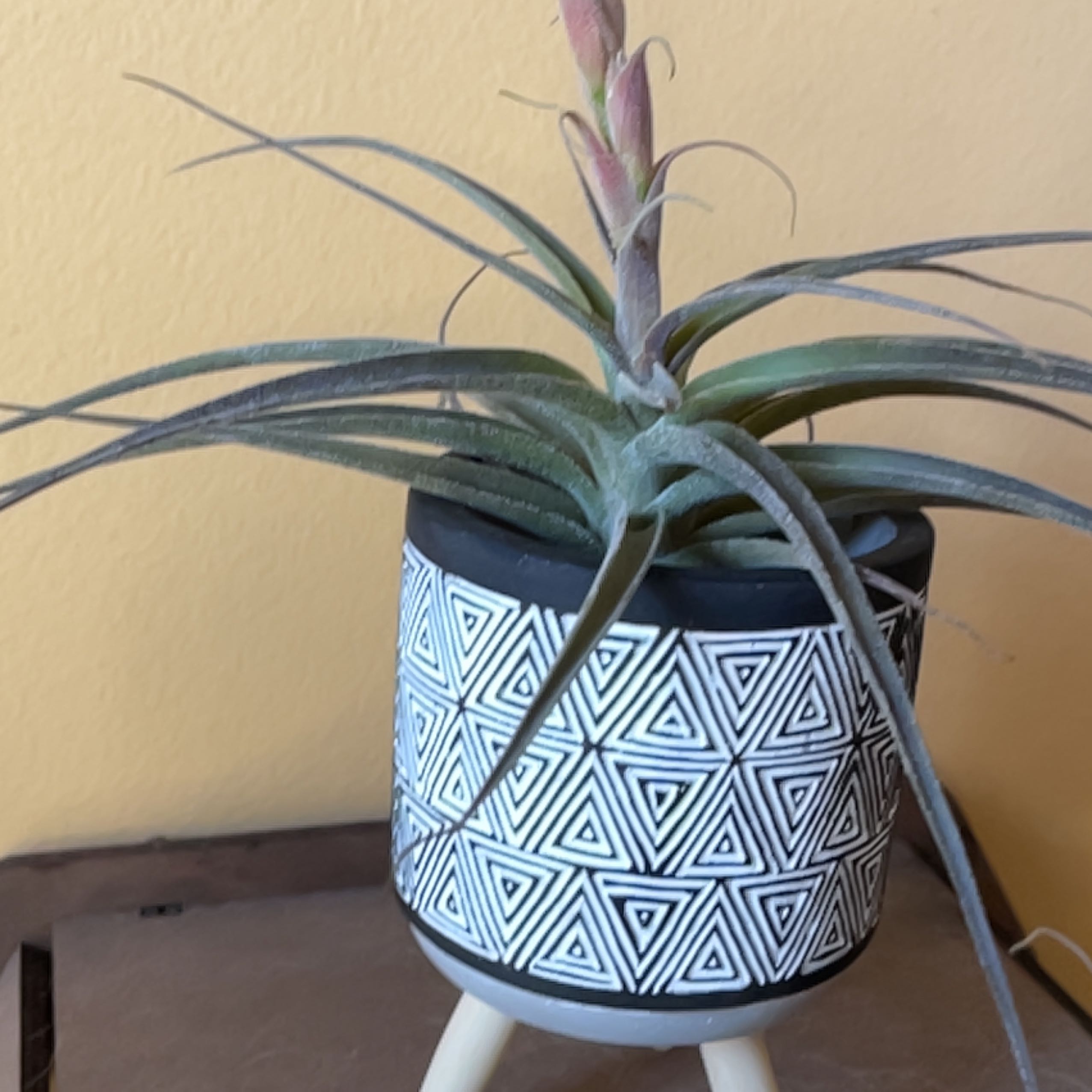 Photo of the plant species Tillandsia latifolia by @SlickMira named Zion on Greg, the plant care app