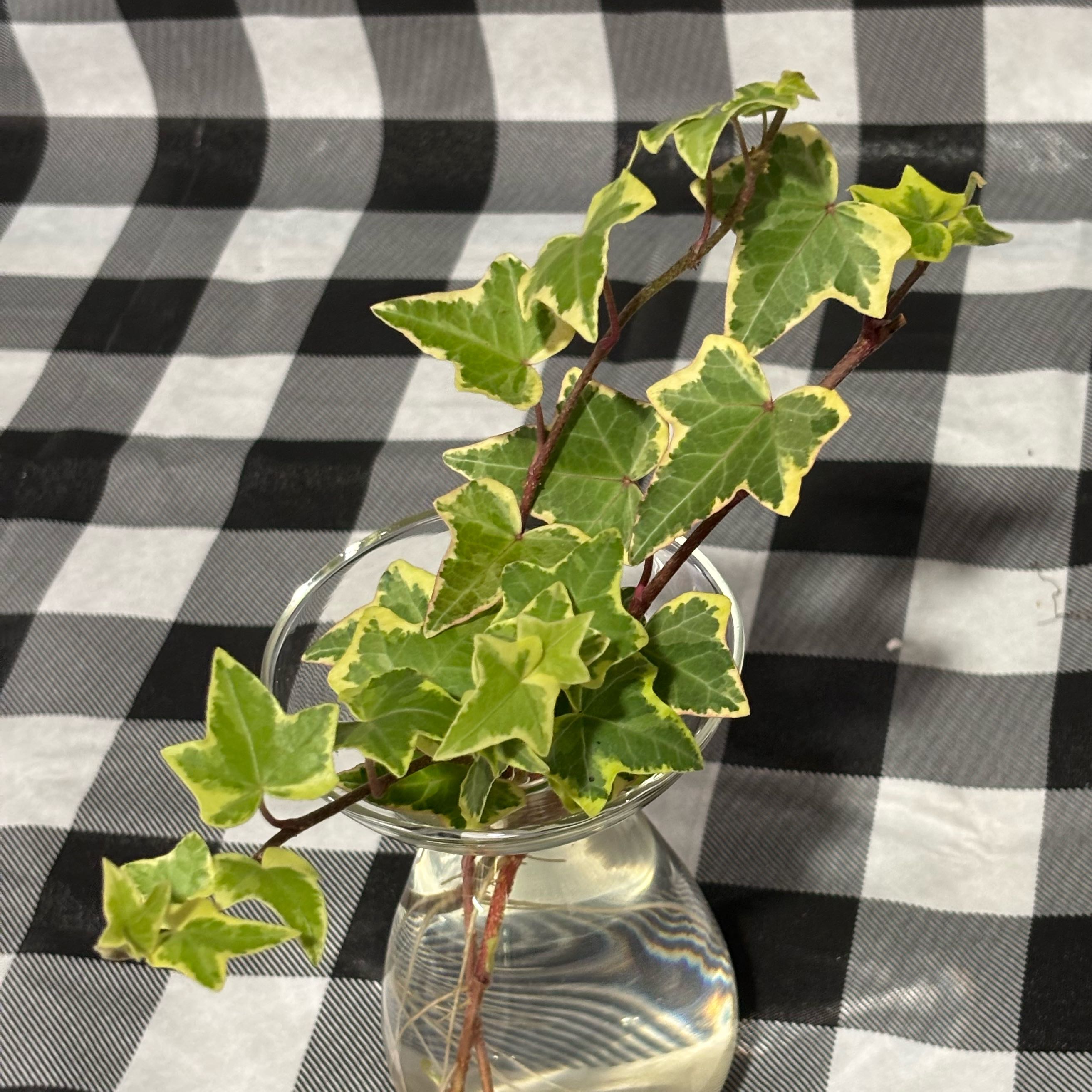 Photo of the plant species Yellow Ripple Ivy by @MellowRubbercup named Kendall on Greg, the plant care app