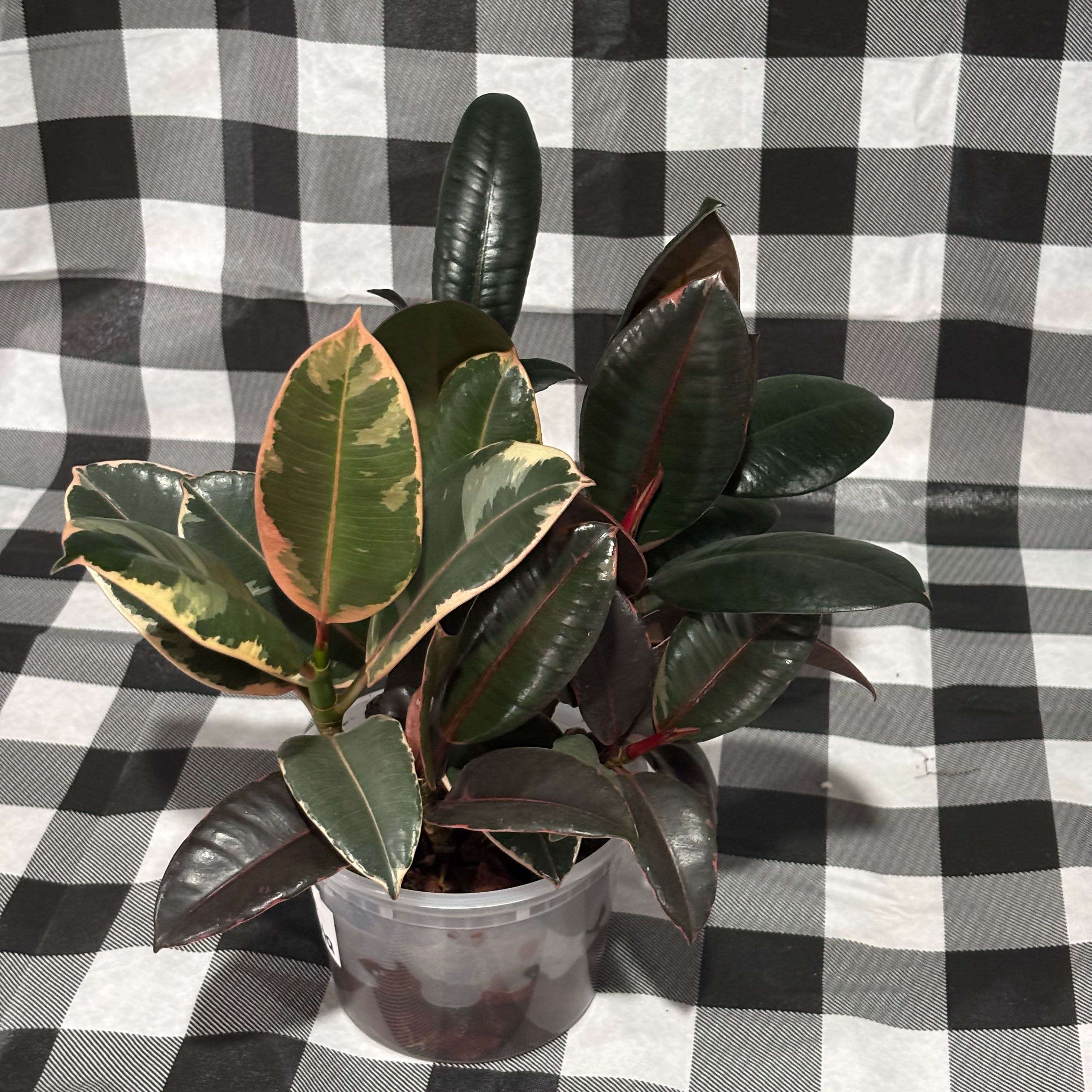 Photo of the plant species Rubber Plant by @MellowRubbercup named Queen on Greg, the plant care app