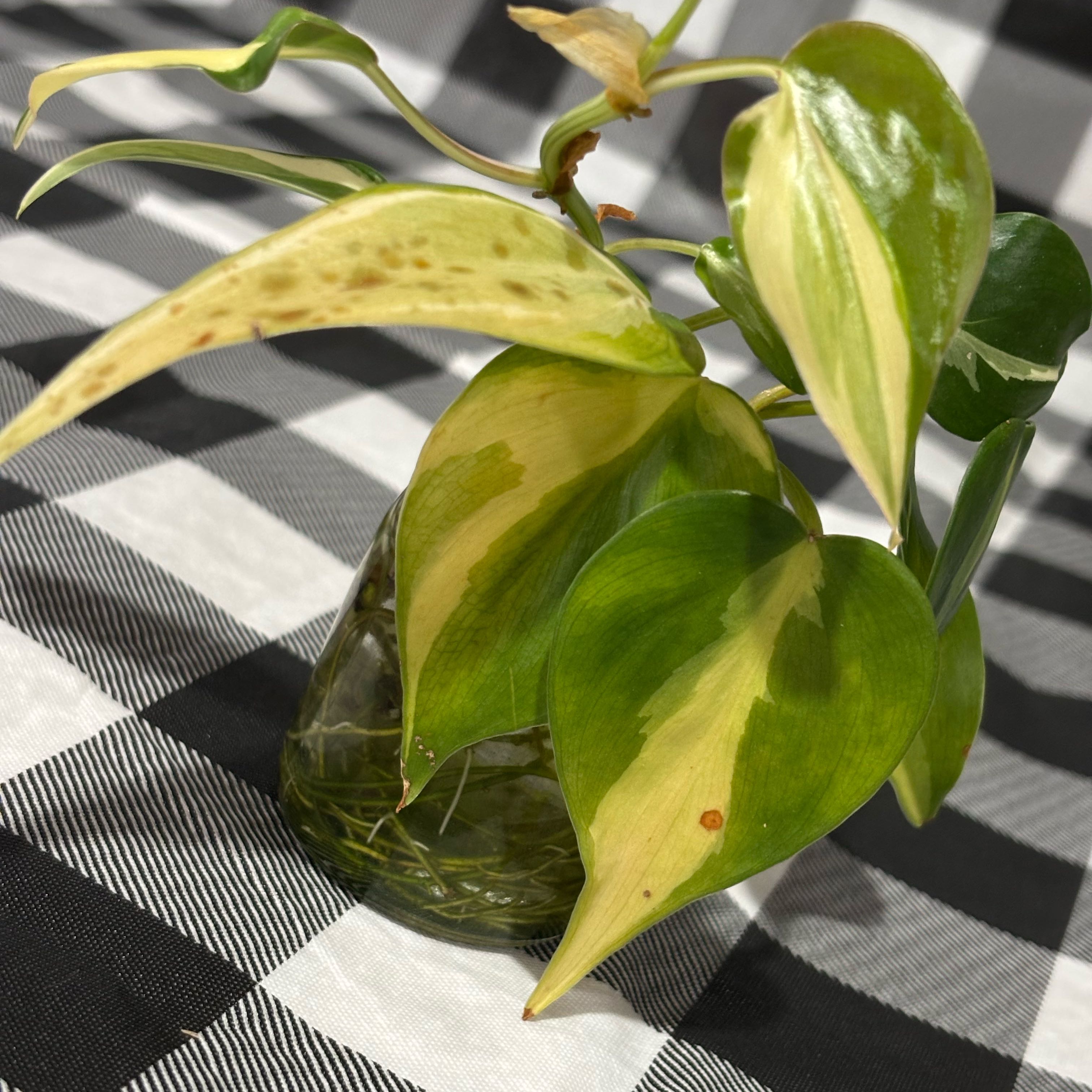 Photo of the plant species Philodendron cream splash by @MellowRubbercup named McKinley on Greg, the plant care app