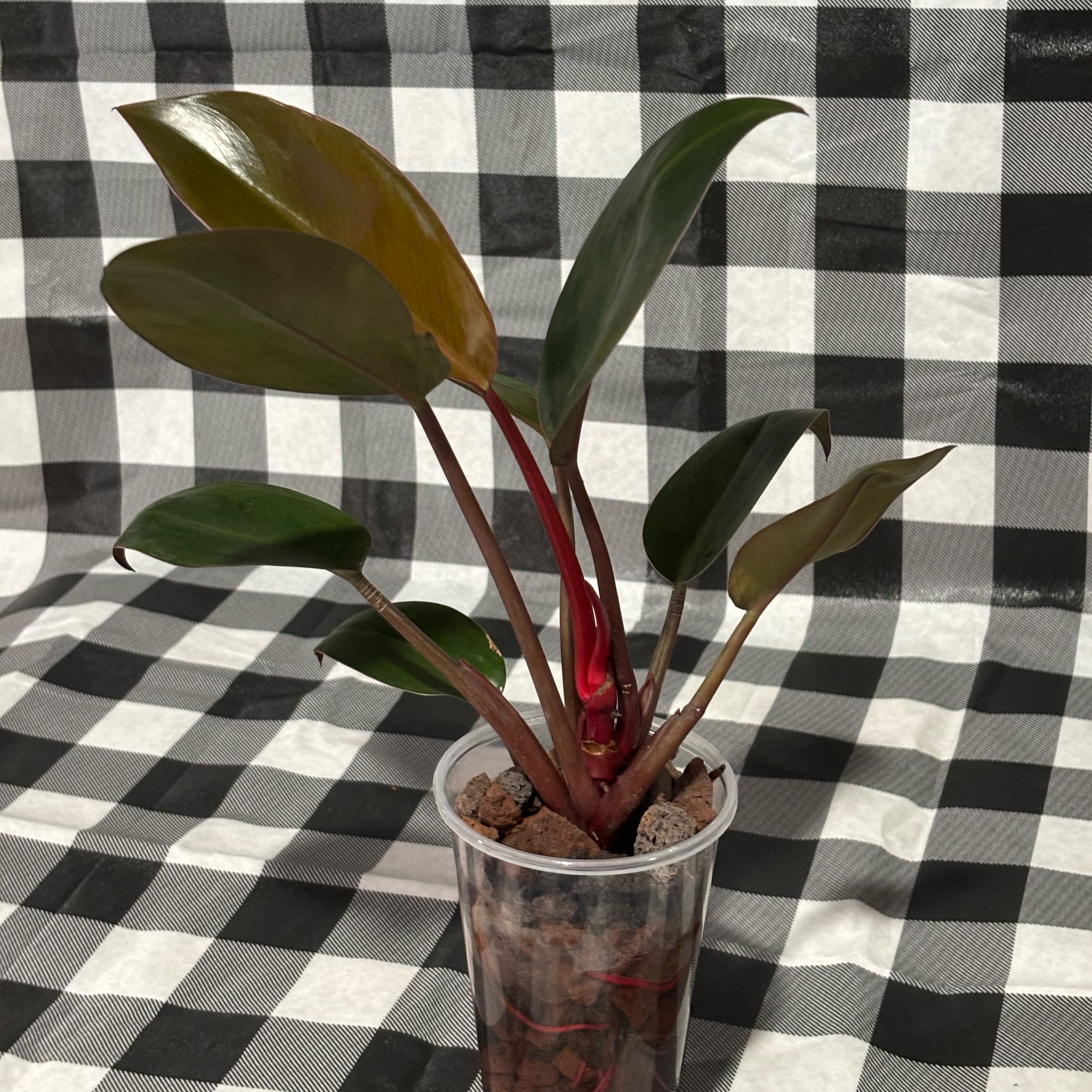 Photo of the plant species Philodendron Princess by @MellowRubbercup named Kardashian on Greg, the plant care app
