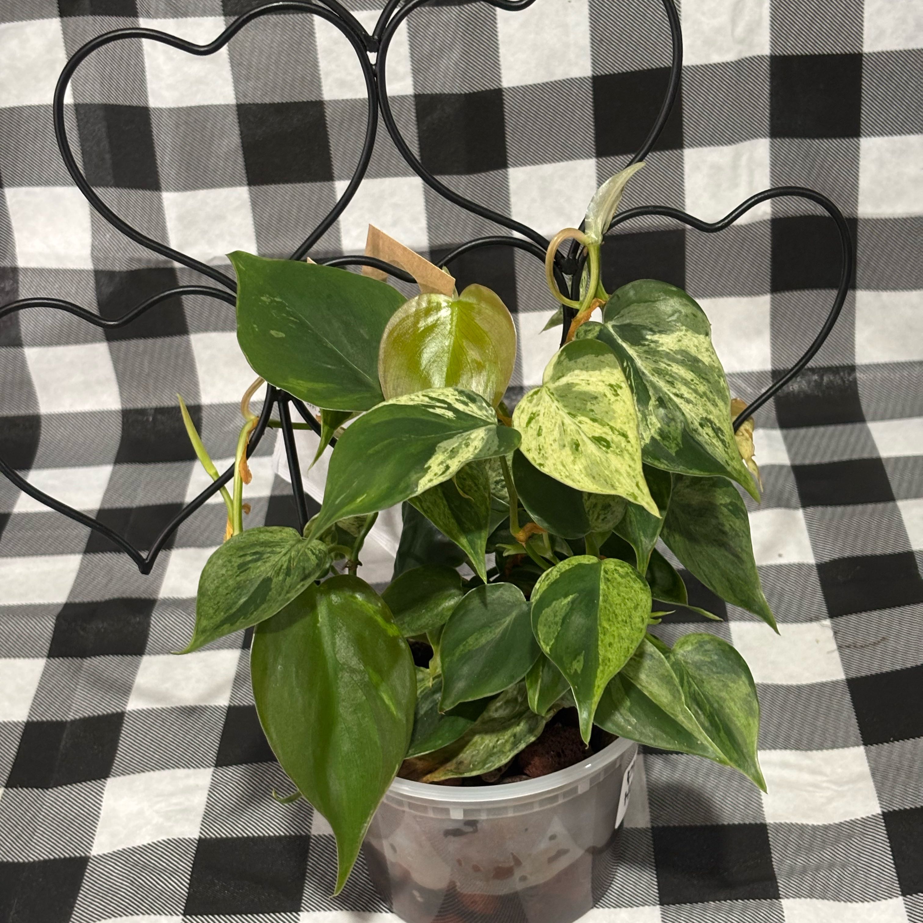 Photo of the plant species Variegated Heart-Leaf Philodendron by @MellowRubbercup named Fernie Mac on Greg, the plant care app