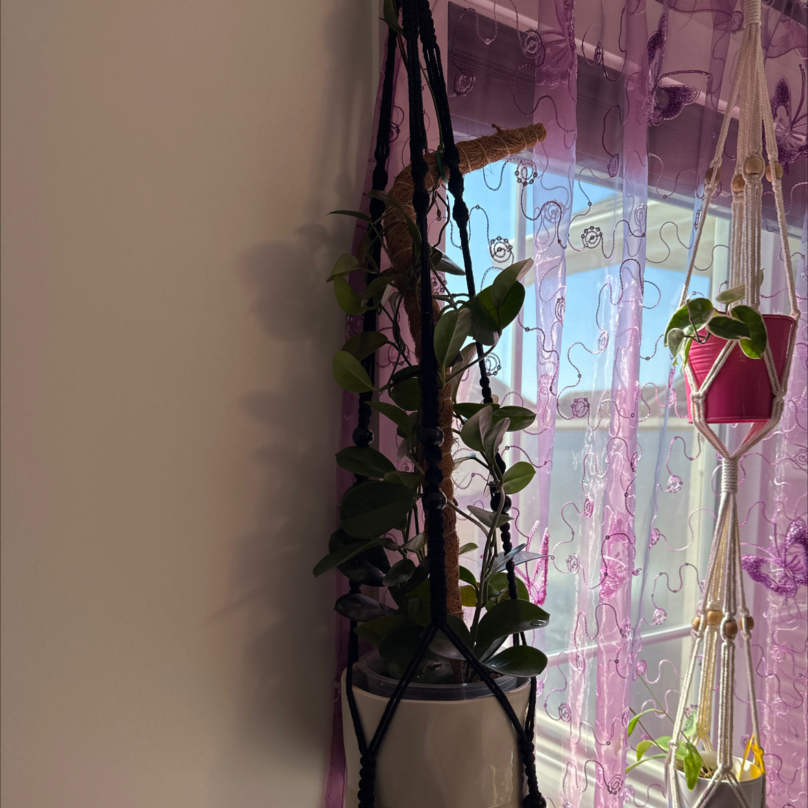 Hoya australis 'Bordvare' plant in a hanging pot near a window with purple curtains.