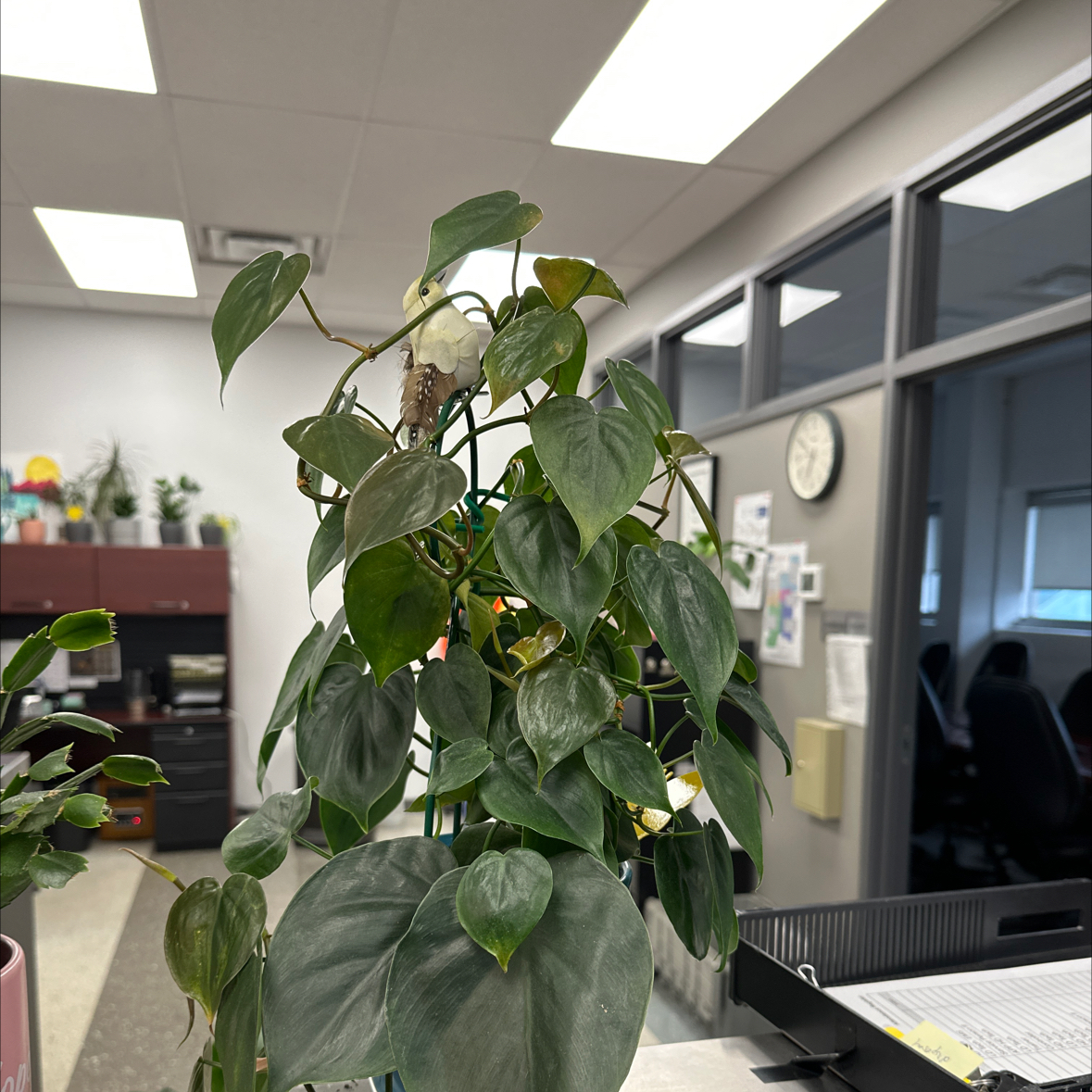 Philodendron cordatum plant in an indoor office setting with vibrant green leaves.
