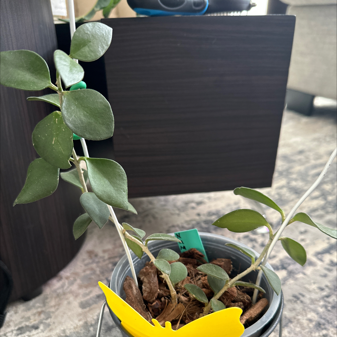 Hoya nummularioides plant in a pot with visible soil, healthy green leaves, and no flowers.