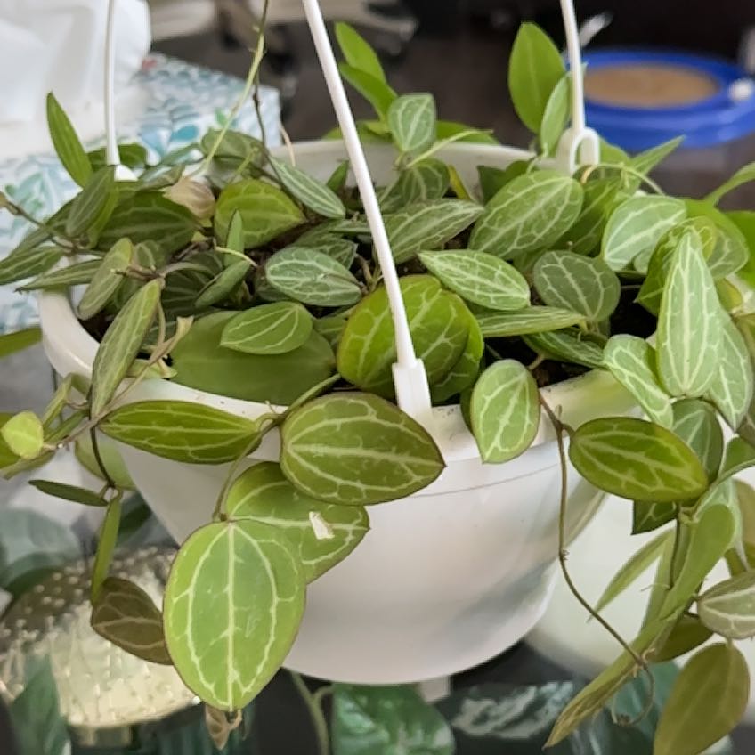 Watermelon Dischidia plant in a white hanging pot with green leaves and white veins.