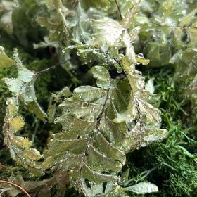 Photo of the plant species Northern Hollyfern by @ShowyTwister named Rosa on Greg, the plant care app