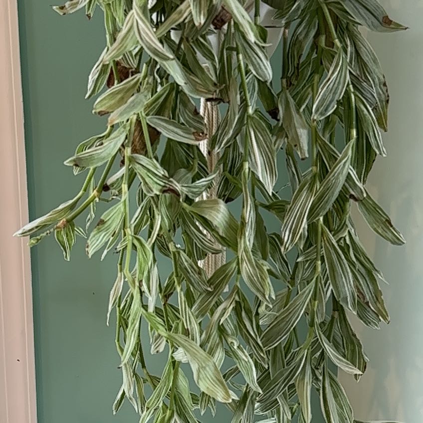 Tradescantia albiflora 'Albovittata' with variegated leaves, some browning and yellowing visible.