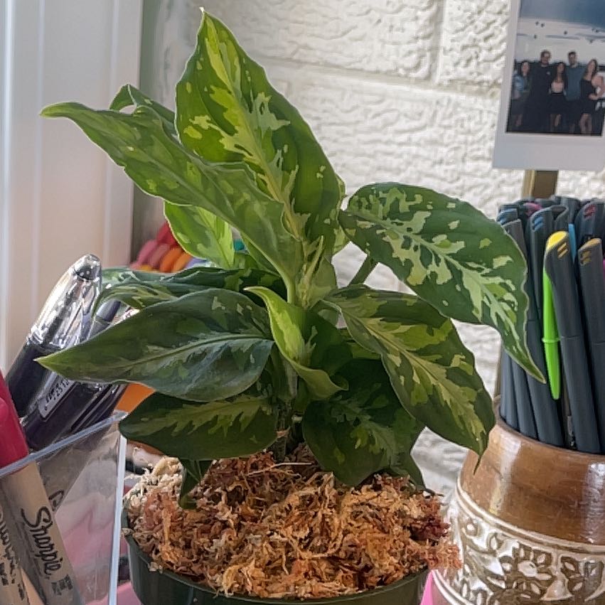 Aglaonema 'Tricolor' plant with vibrant variegated leaves in a pot, well-cared for.