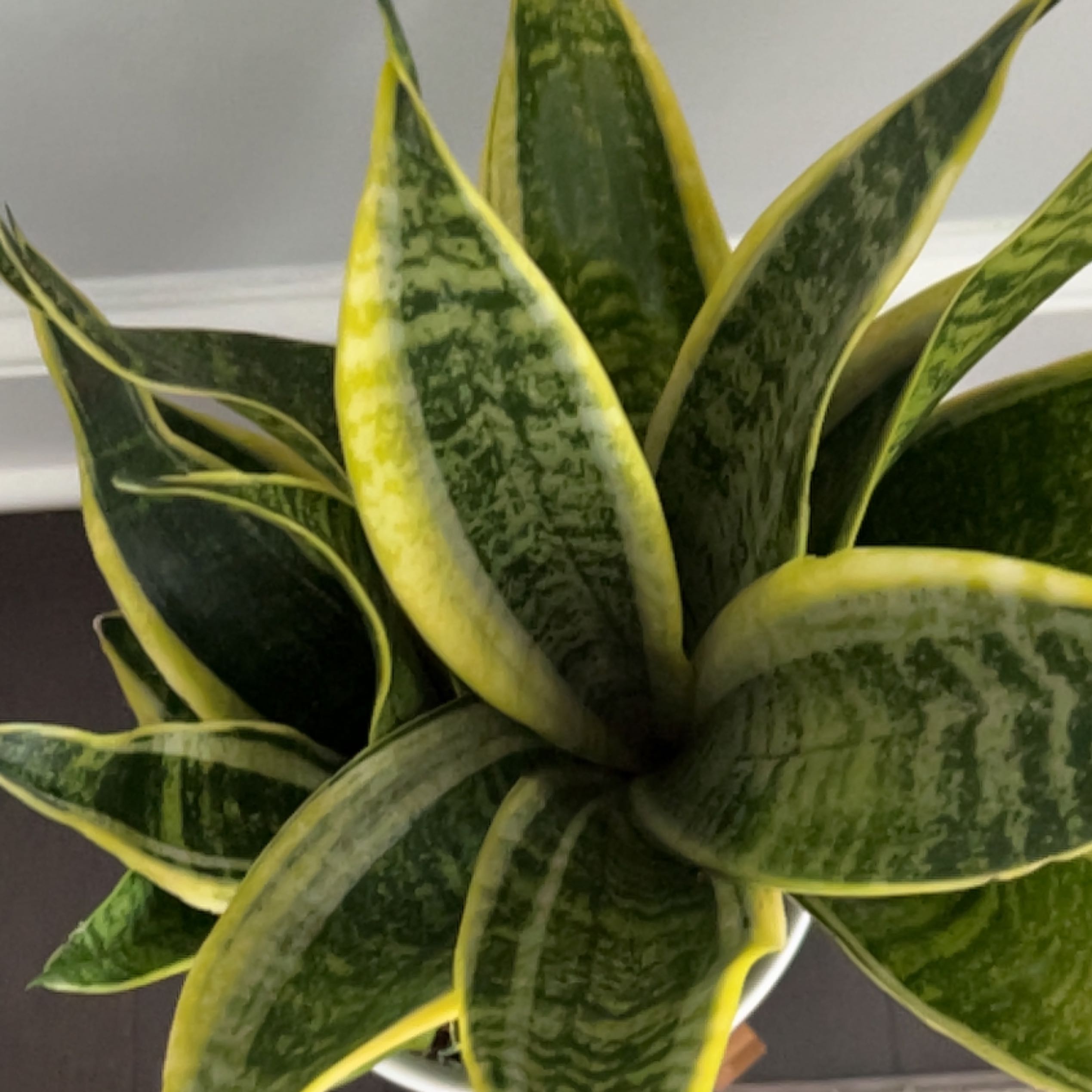 Futura Superba Snake Plant with variegated green and yellow leaves.