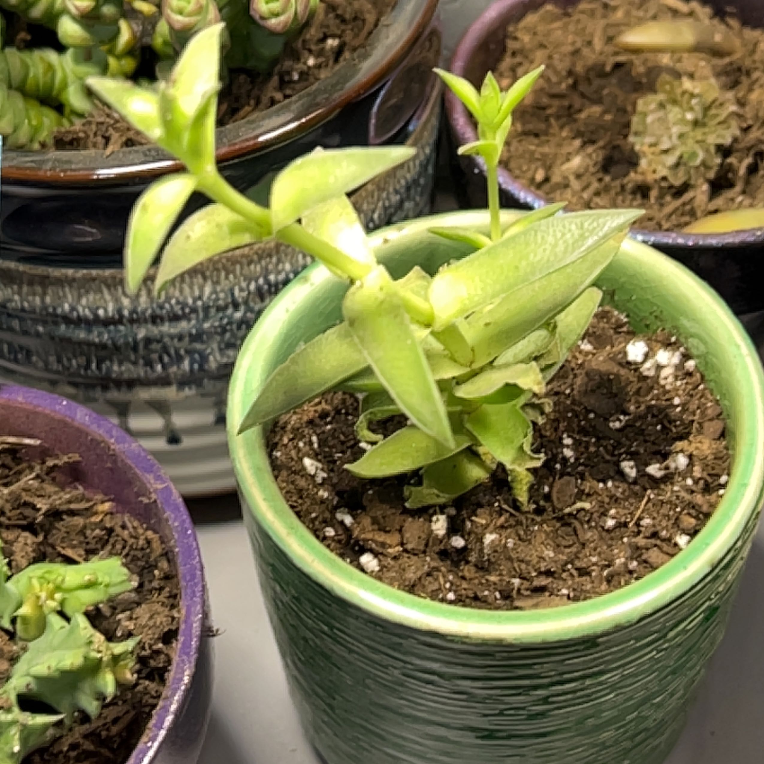 Photo of the plant species Pagoda Village by @AlluringRamsons named Sproutacus on Greg, the plant care app
