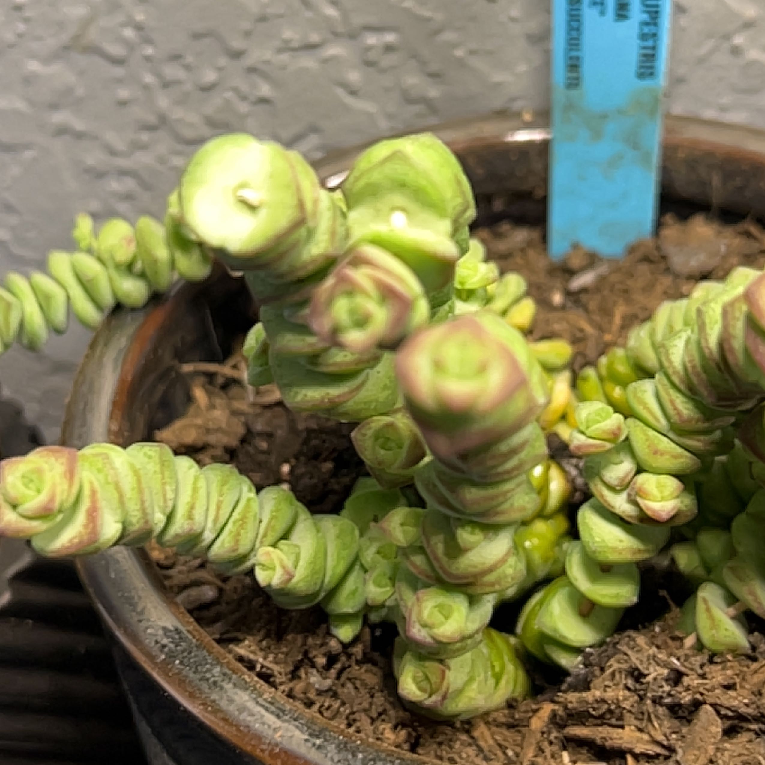 Jade Necklace plant in a pot with visible soil, appearing healthy.