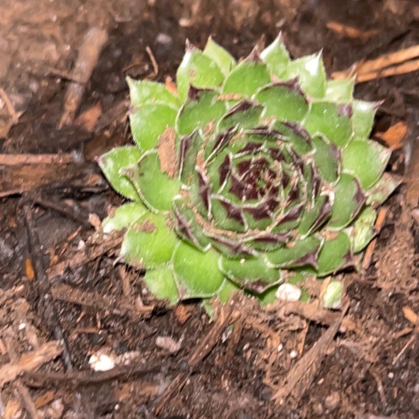 Photo of the plant species Appletini Hens and Chicks by @AlluringRamsons named Dolores on Greg, the plant care app
