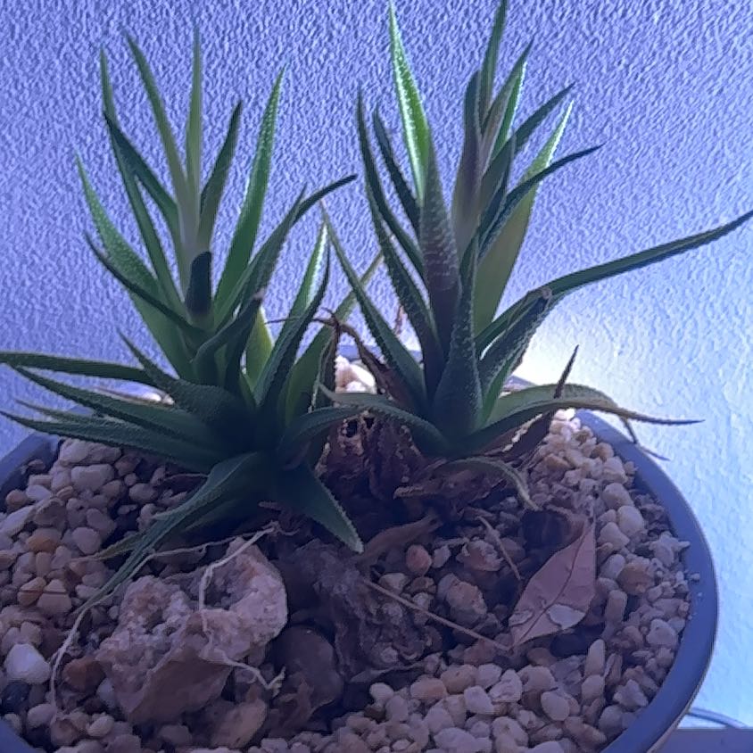 Potted Climbing Aloe plant with two main stems against a textured background.