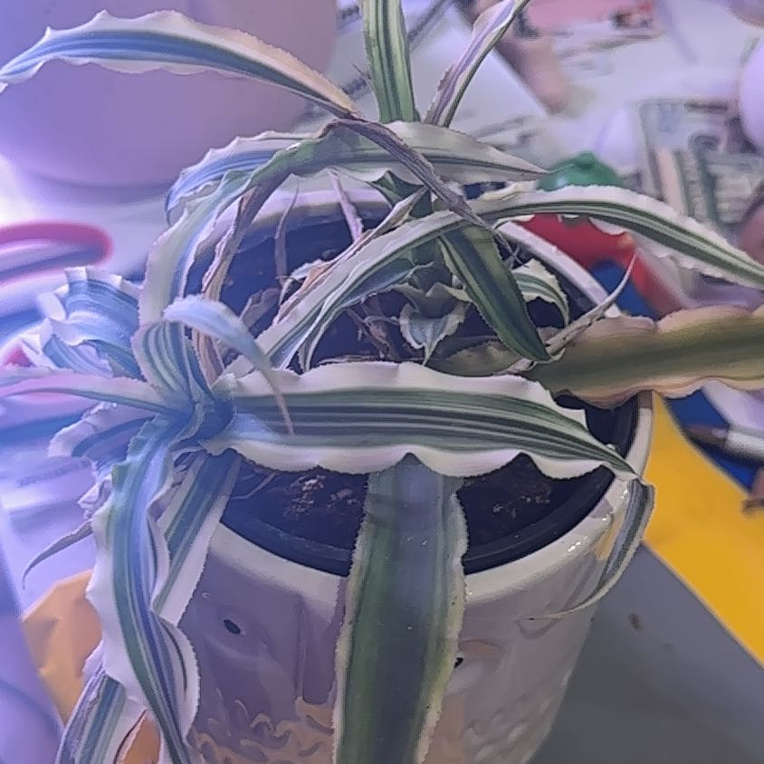 Potted Earth Stars plant with green and white striped leaves, showing some yellowing and browning.
