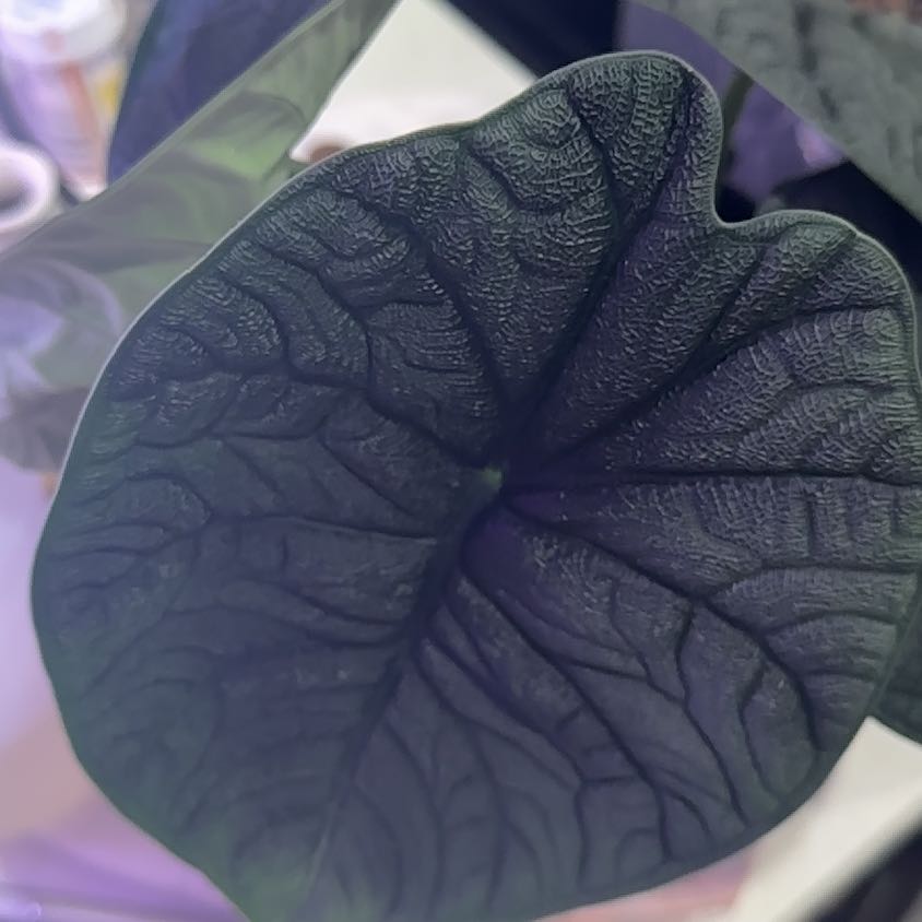Close-up of a healthy Alocasia 'Dragon Scale' leaf with intricate veining and texture.