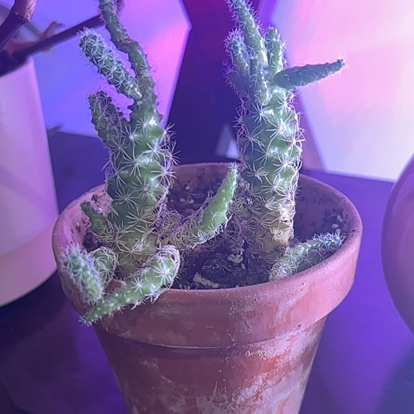 Potted Eve's Needle Cactus with multiple stems, visible soil, and moderate health.