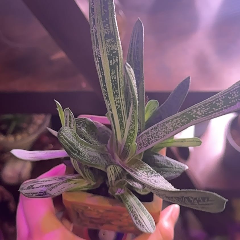 Healthy Ox Tongue plant with lush green and purple elongated leaves in a terracotta pot, closeup view.