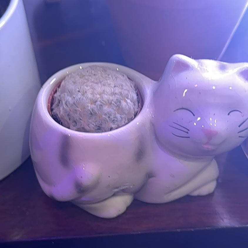 Mammillaria Haageana cactus in a cat-shaped pot with purple lighting.