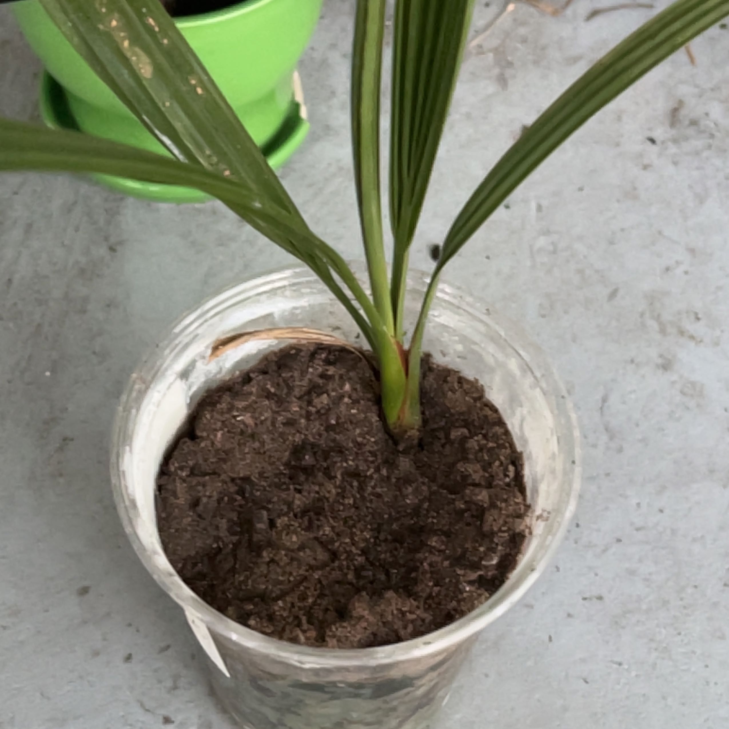 Young Date Palm plant in a small container with visible soil.