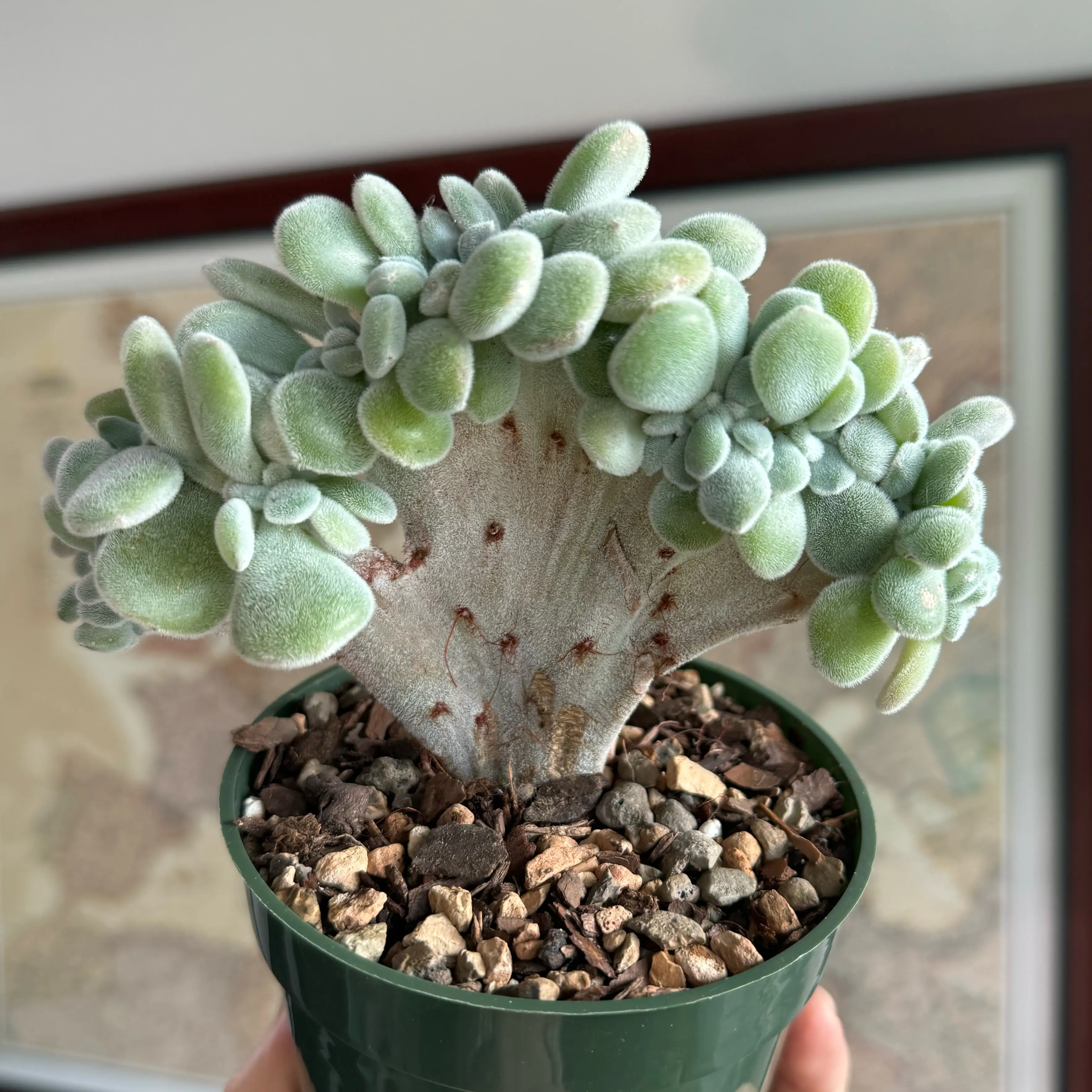 Photo of the plant species Crested Frosty Echeveria by @Justine named Frosty on Greg, the plant care app