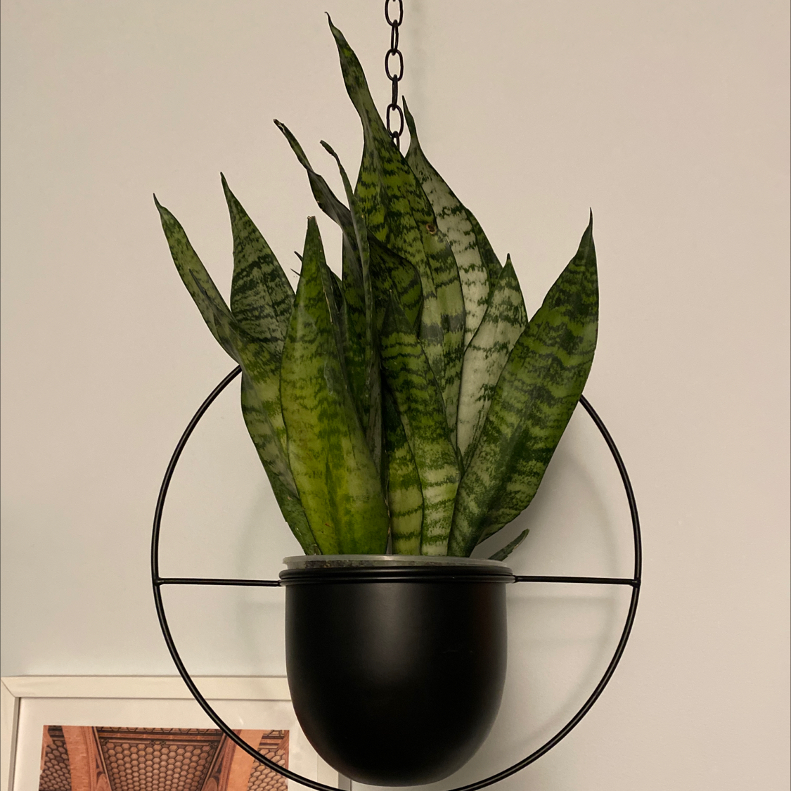Black Robusta Snake Plant in a hanging pot with vibrant green leaves.