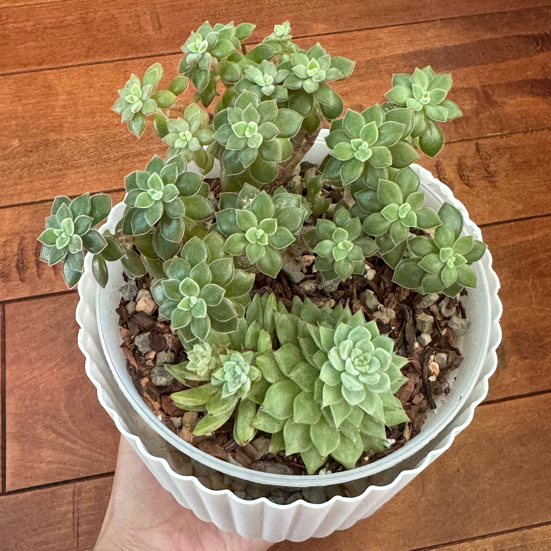 Photo of the plant species Echeveria Red Devotion by @Justine named Zara on Greg, the plant care app